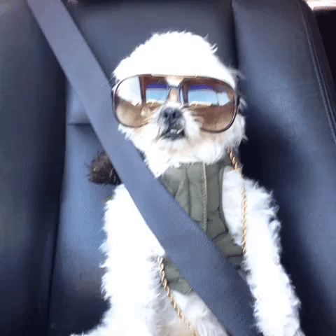 seatbelt seatbelt